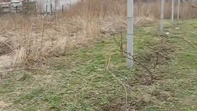 Відкриття тунельного укриття виноградника