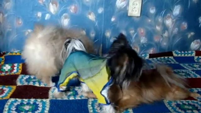 Zwergspitc Sonya playing with her daughter Hetti and Biewer Koosia смотреть онлайн