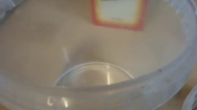 Высадка семян корневого сельдерея, подготовка семян к посеву смотреть онлайн