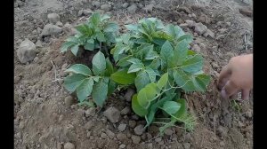 Окучиваем картофель дедовским методом, купаемся на речке