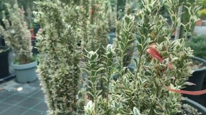 Бересклет японский Микрофиллус Альбовариегата посадка и уход.