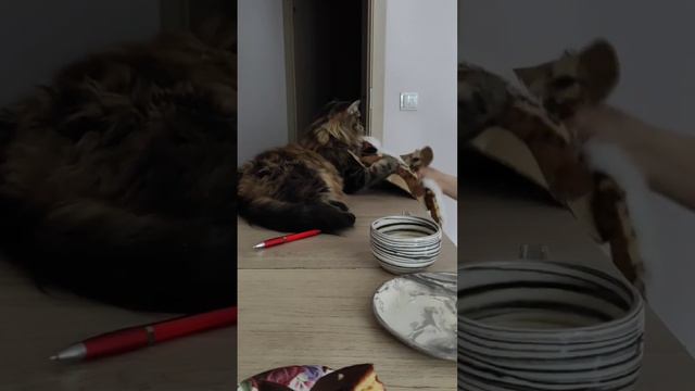 ❤️ Смешные коты. Шортс