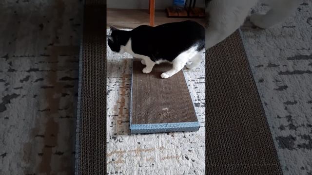 Новая когтеточка супер!💥 смотреть онлайн