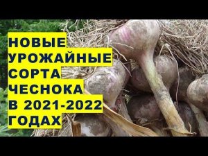 Новые урожайные сорта чеснока в 2021-2022 годах на наших грядках показали хороший результат