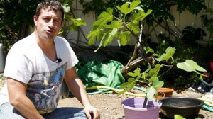 Multiplying Fig Trees | How To Grow A Fig Tree From A Pulling - Fig Propagation