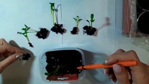 ГЕОРГИНЫ ПОСЕВ ПИКИРОВКА???