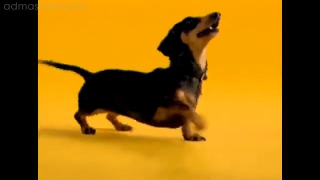 Корм для собак Pedigree с говядиной смотреть онлайн