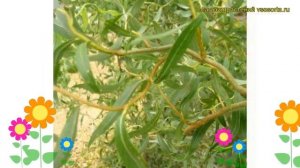 Ива гибридная Свердловская Извилистая. Краткий обзор, описание salix x Sverdlovskaja Isvilistaja