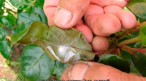 Роза Блаш (Blush) — описание и характеристики сорта