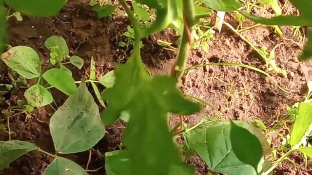 Стаканы минусинские, Грушка из Орла, Фляшентомат - урожайные, вкусные томаты! Советую! смотреть онлайн