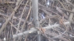 Установка капкана на бобра зимой под лёд