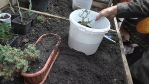 Пересадил укоренившиеся черенки туи и можжевельника в контейнеры в зимнюю теплицу.