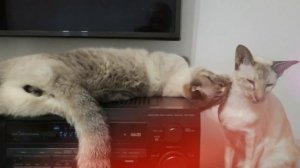 Ветер в попу дул