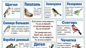 Птицы. Строение птицы. Какие бывают перья. Чем питаются птицы