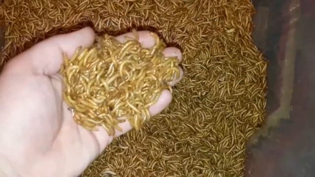 Мучные черви смотреть онлайн