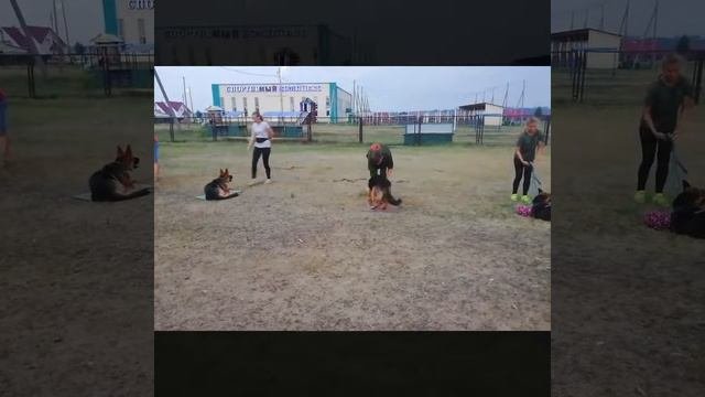 Услуги КИНОЛОГА!!!