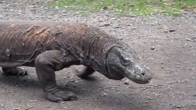 Комодский дракон опасен для человека смотреть онлайн