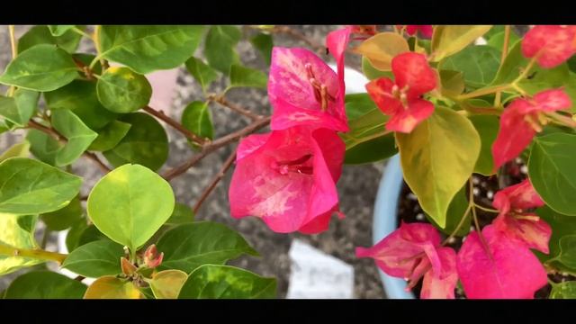 Bougainvillea - Red September | Plant no 1 смотреть онлайн