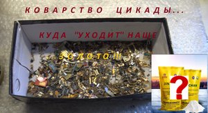 Коварство Цикады.Куда ''уходит'' наше Золото!