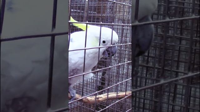 КАКАДУ ТРЕБУЕТ вкусняшки #Shorts (talking cockatoo: Come on, come on)