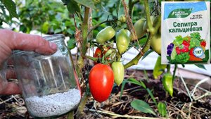 Кальциевая селитра супер удобрение для огромного урожая овощей ягод и фруктов! Кальциевая селитра