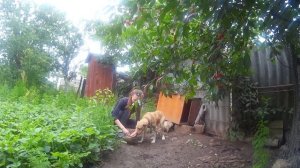 Когда мускусные утки несутся