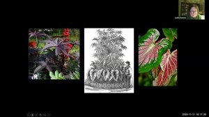 Ladies in the Field: The Victorian Pastimes of Botany and Gardening