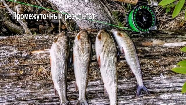 Онежское озеро - ловим нахлыстом хариуса. смотреть онлайн