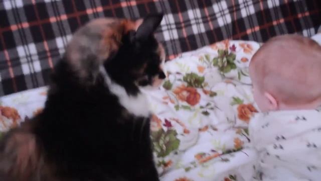 Котята Мейн Кун и дети