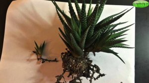 СУККУЛЕНТЫ : КАК ВЫРАЩИВАТЬ и РАЗМНОЖАТЬ #СУККУЛЕНТ  #КАКТУС  #ХАВОРТИЯ #ЭЧЕВИЕРИЯ  #oldenburgru#11