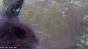 приманка на бобра Trap 2 . малыши очень любопытные