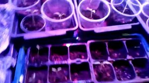 Фитолампы подключение своими руками..3gp