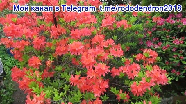 29 05 21г Пробежка по саду Парад цветения рододендронов смотреть онлайн