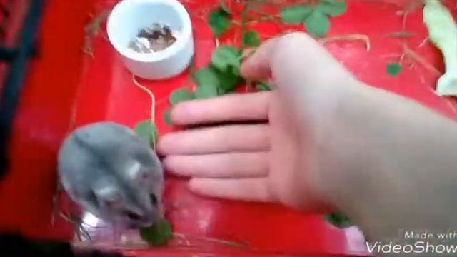 ?Как же правильно выгуливать хомяка и какую траву давать? ???? смотреть онлайн