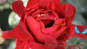 Роза флорибунда Раффлс Индиан Раффлс ? обзор: как сажать, саженцы розы Раффлс Индиан Раффлс