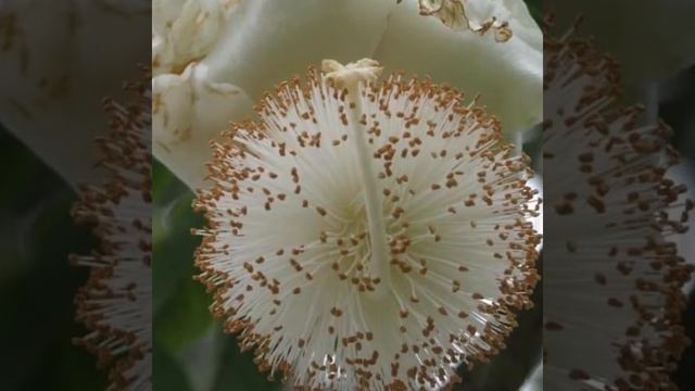 BAOBAB TREE / FLOWER / FRUIT смотреть онлайн