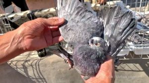 Птичий рынок г. Ташкент - ГОЛУБИ (18.09.2021) / Uzbek Pigeons