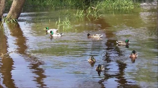 красивое место для фотосессии в Великом Новгороде - мостики на набережной