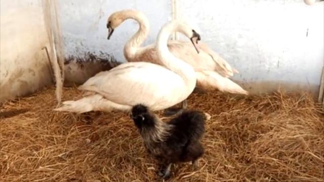 Обычная женщина из города Остров спасла стаю лебедей от мороза смотреть онлайн