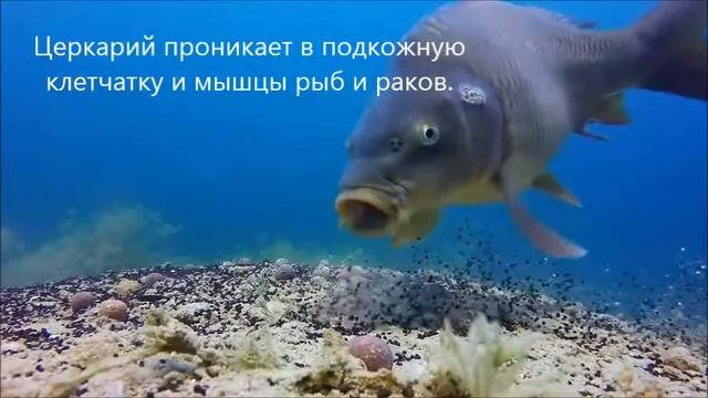 Жизнь описторха и клонорха