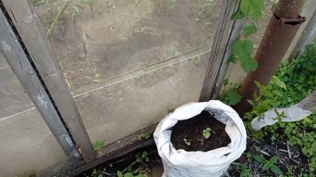 Полейте этим огурцы и они завалят вас урожаем. #МощнейшийСтимуляторРоста