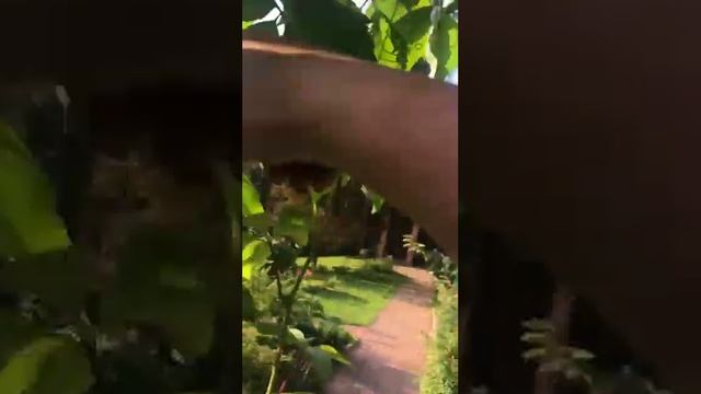 Обрезка и формирование винограда смотреть онлайн