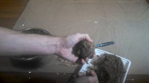 Изготовление вабикусы. (садим эхинодорус, криптокорину)