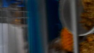 Как прицепить поилку если в клетке у хомяка прутья не верх а в сторону