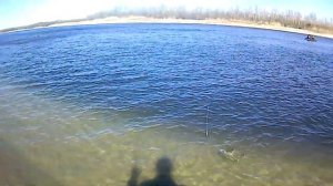 Огромные окуни на Дону. 2021 Отводной поводок + Бонус!