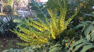 ГЕЛЕНДЖИК. МАГОНИЯ ЯПОНСКАЯ РАСЦВЕЛА! ДЕКАБРЬ 2019г.