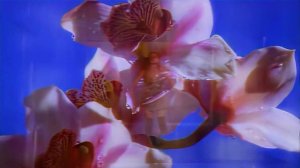 2 Unlimited - Nothing Like The Rain (1995) (HD Remasetered)