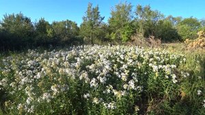 Цветочная поляна из сиреневых цветов даёт красивый вид летом 2021 года