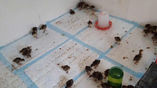 Приехали суточные индюшата 80 шт порода бронза 708 смотреть онлайн