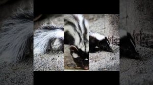 Зорилла, или африканский хорек